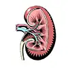 kidney