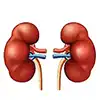 kidney