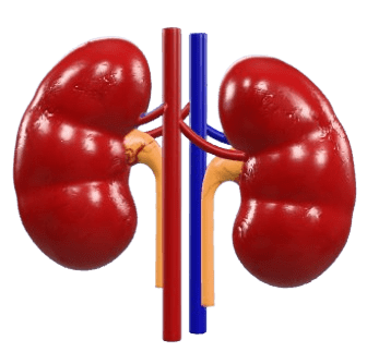 Human Kidney Image - Ayurvedic Kidney Treatment by Karma Ayurveda