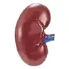 kidney