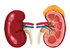 kidney