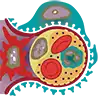 kidney