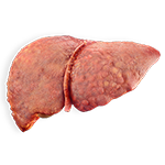 fattyliver