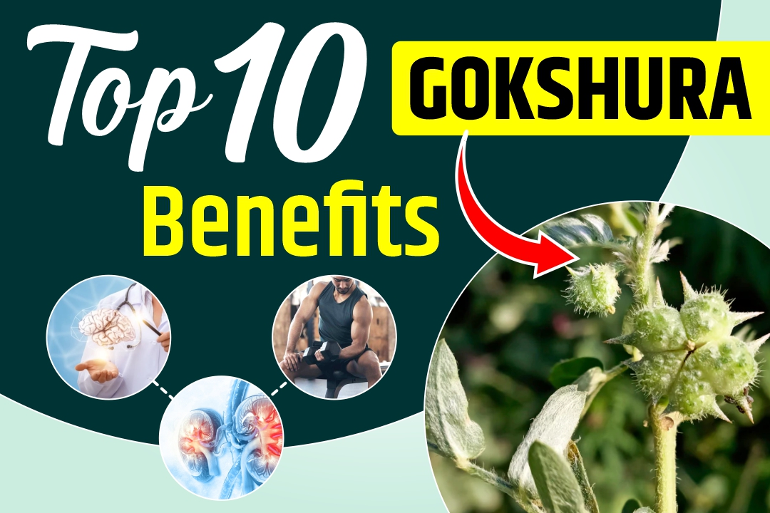 Top 10 Gokshura Benefits You Need to Know 