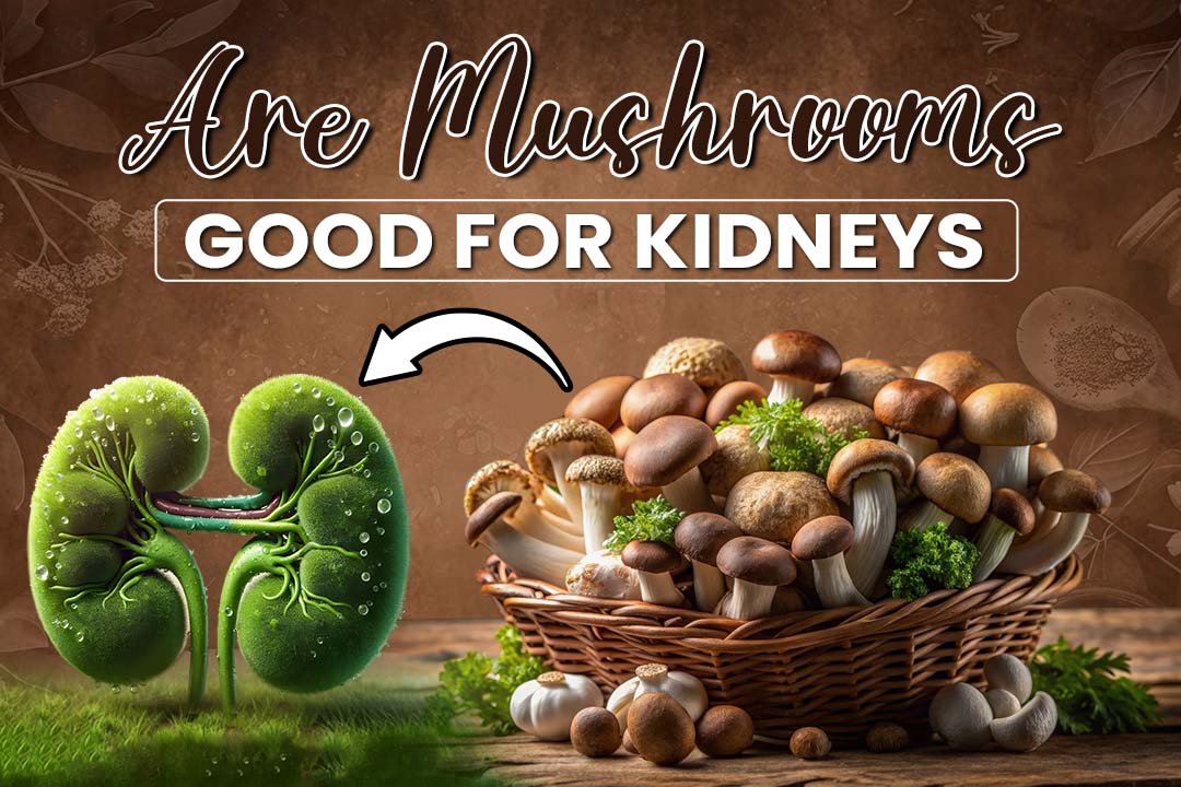 Is Mushroom 🍄 Good for Kidney Patients? 