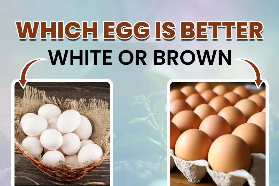 Which Egg is Better White or Brown?