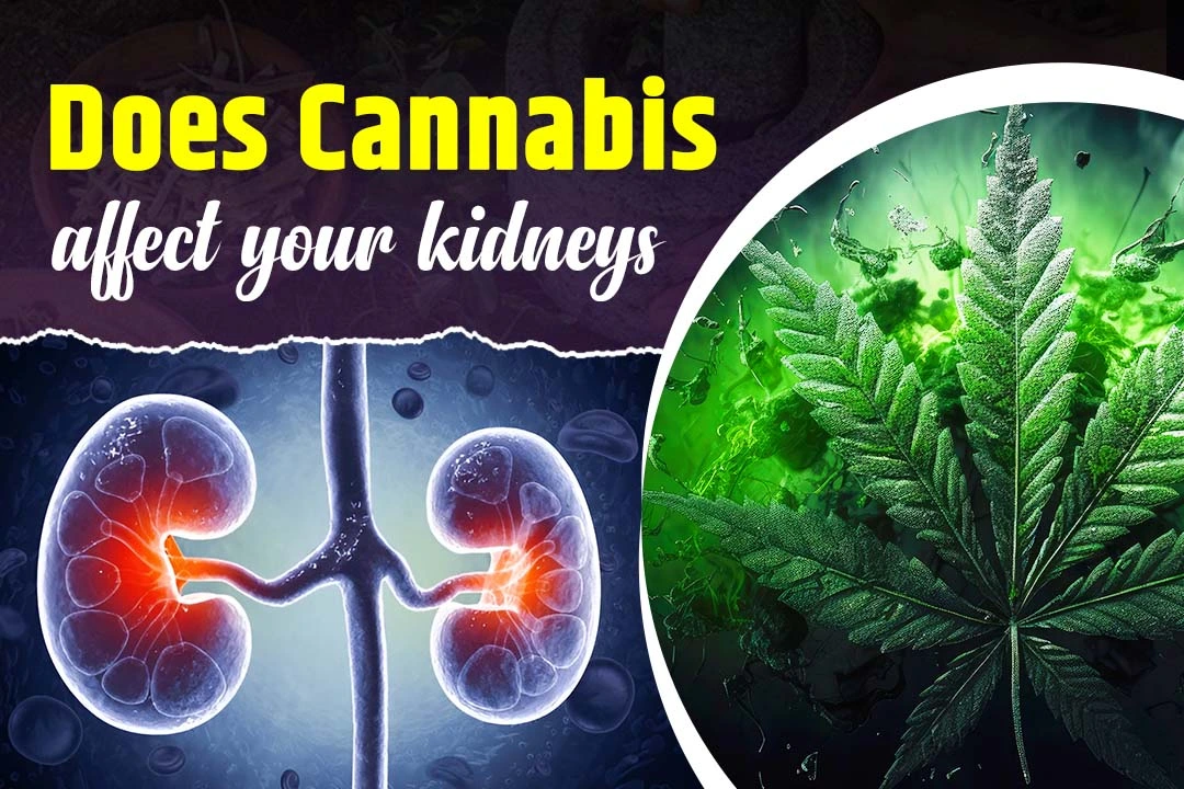 Does Cannabis Affect Your Kidneys?