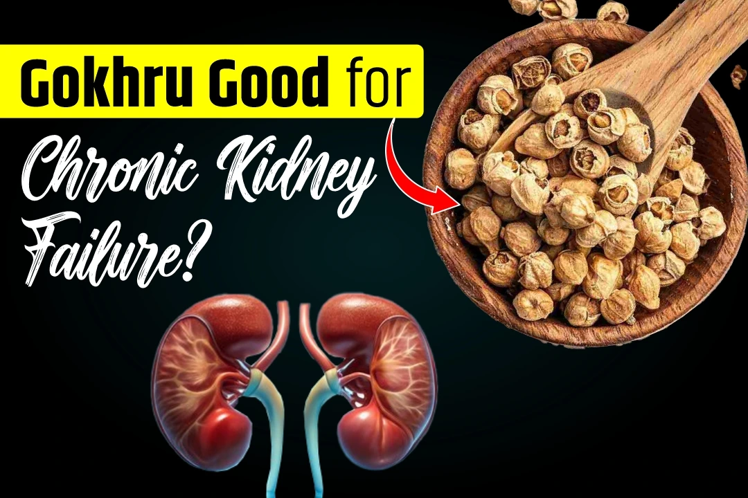 Is Gokhru Good for Chronic Kidney Failure?