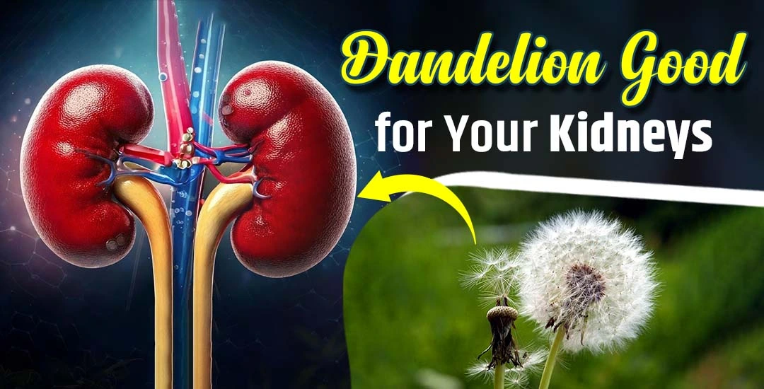 Is Dandelion Good for Kidneys?